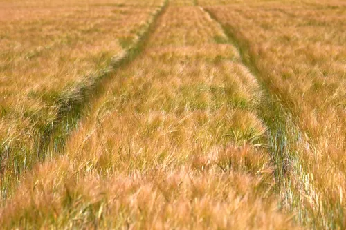 This image is a landscape photograph showing barley tramlines running through fields in a rural area. The photograph captures the scene in the morning during the summer season, with the barley displaying a mixture of green and golden hues that are typical for this time of year. The tramlines, which are characteristic patterns created by agricultural machinery, highlight the organised nature of agriculture in these rural fields. No prominent landmarks are visible, allowing the focus to remain on the pattern and texture of the barley as it grows across the expansive agricultural landscape.